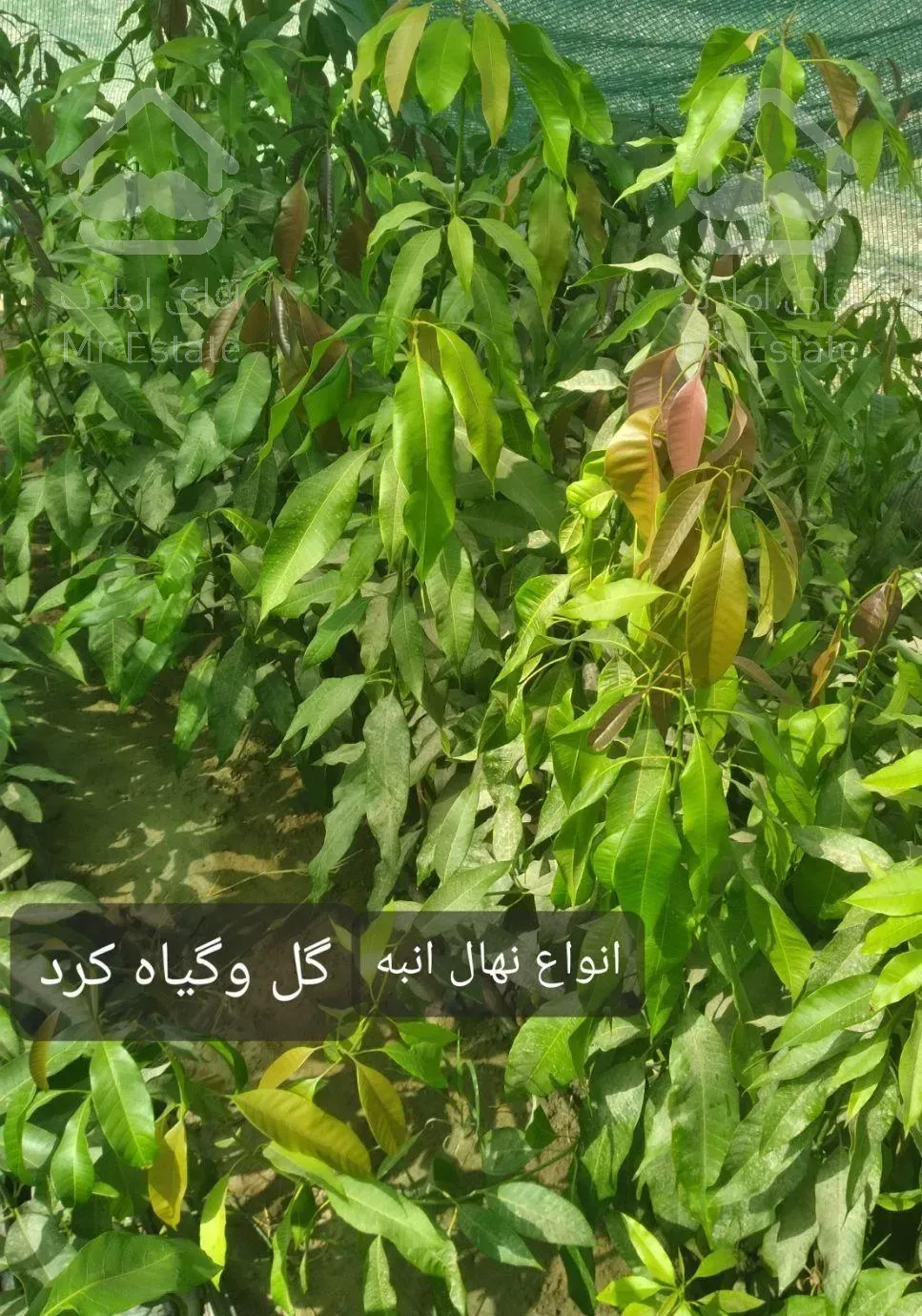 گل و گیاه انواع نهال