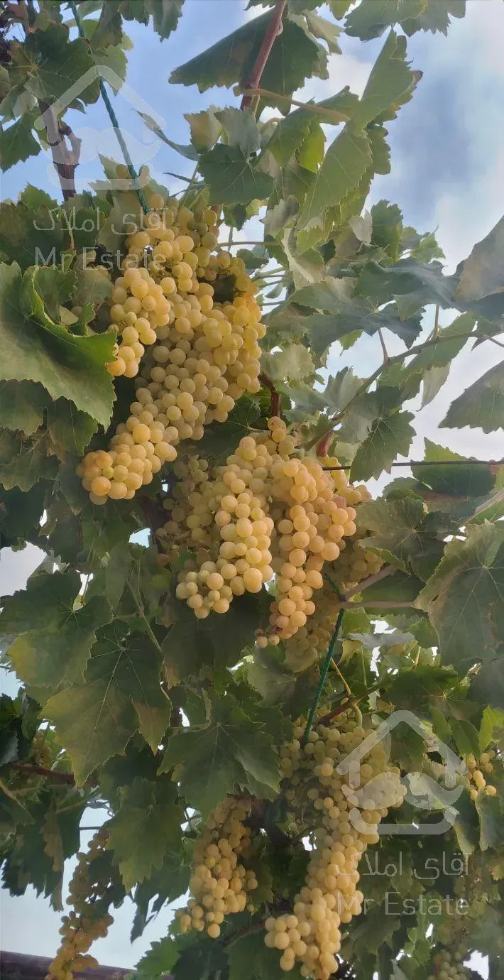 ویلاباغ ۱۰۰۰مترمعاوضه باآپارتمان ونقد