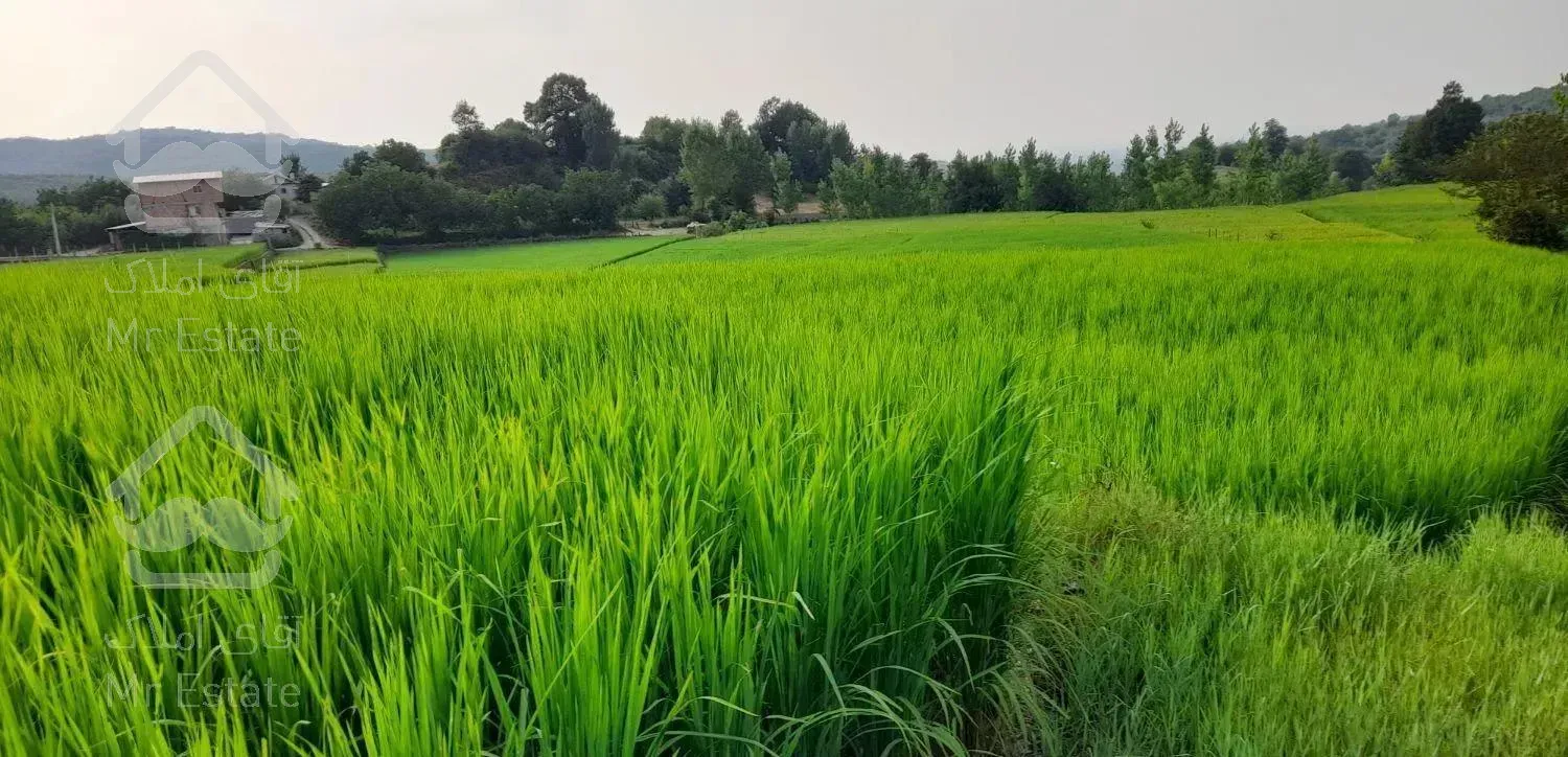 اجاره ویلا جنگلی۳۰۰ تا جنگل۳۰ک تا دریا