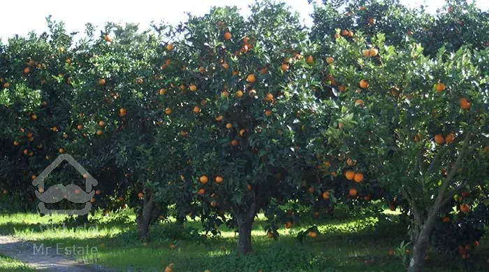 باغ مرکبات 600 متری موقعیت عالی