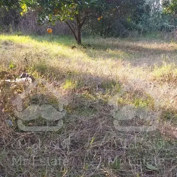 فروش زمین ۱۰۰۰ متری در منطقه باغی آمل