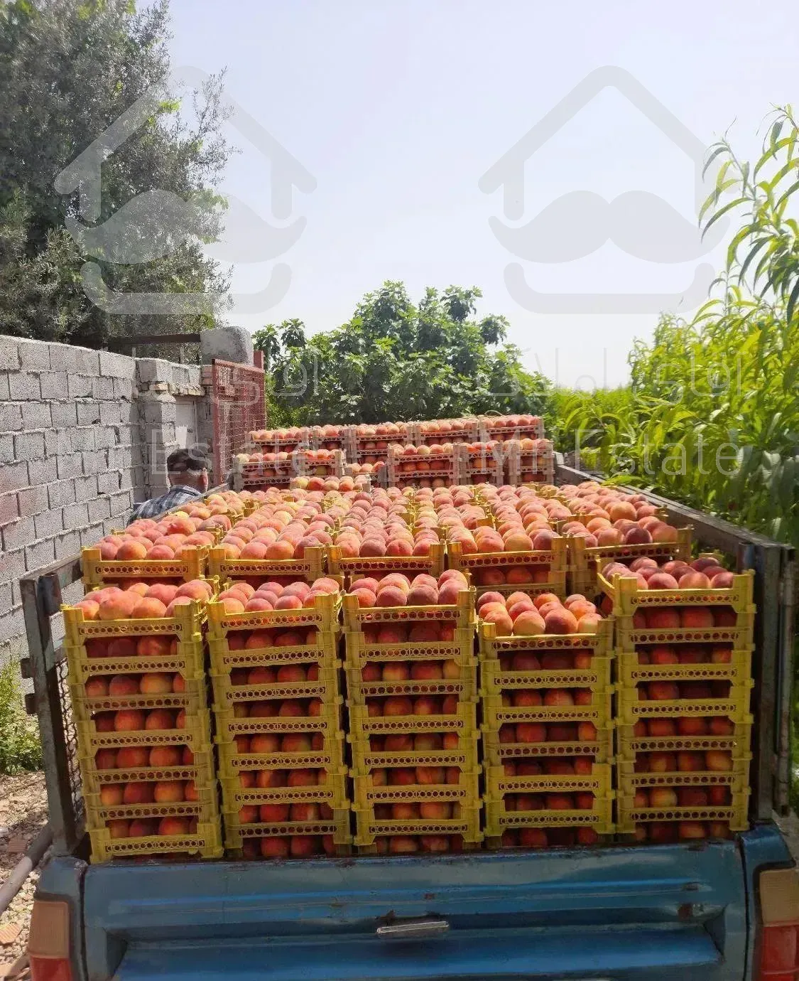 فروش باغ هلو...