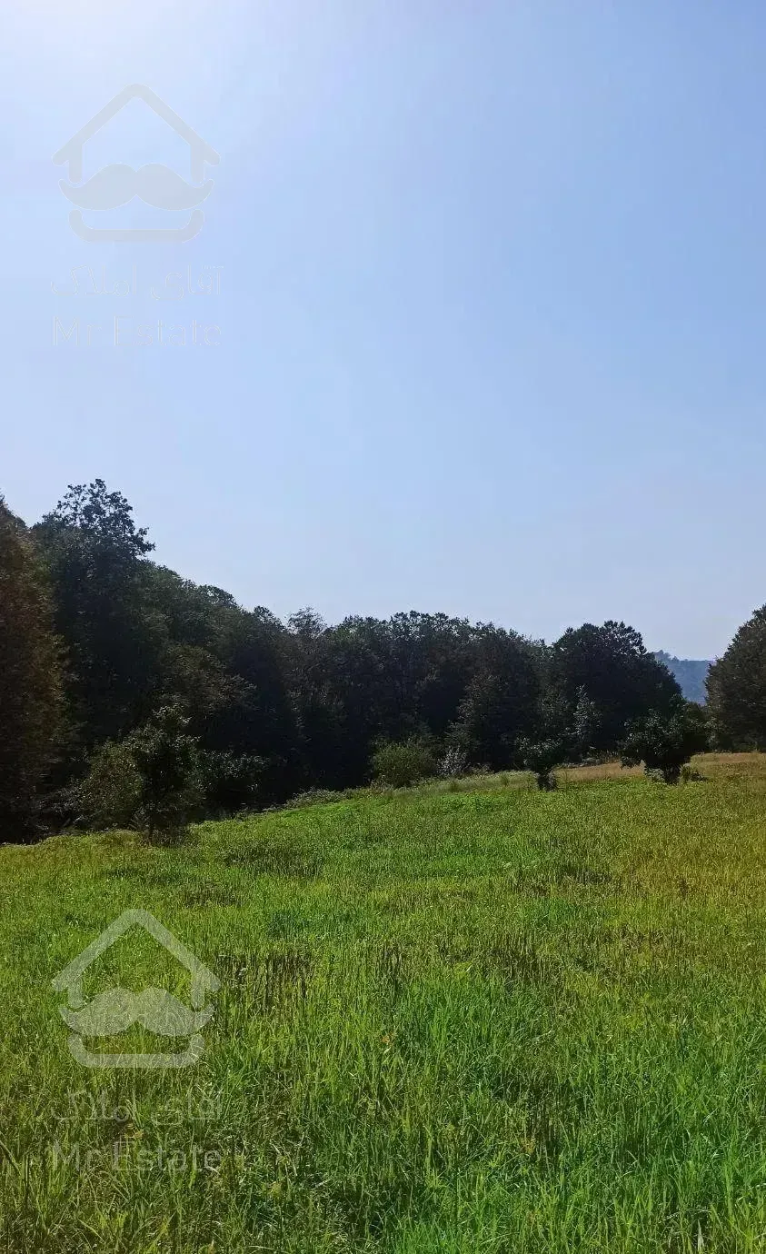 زمین جنگلی قادیکلای بزرگ با موقعیت تجاری  قادیکلا