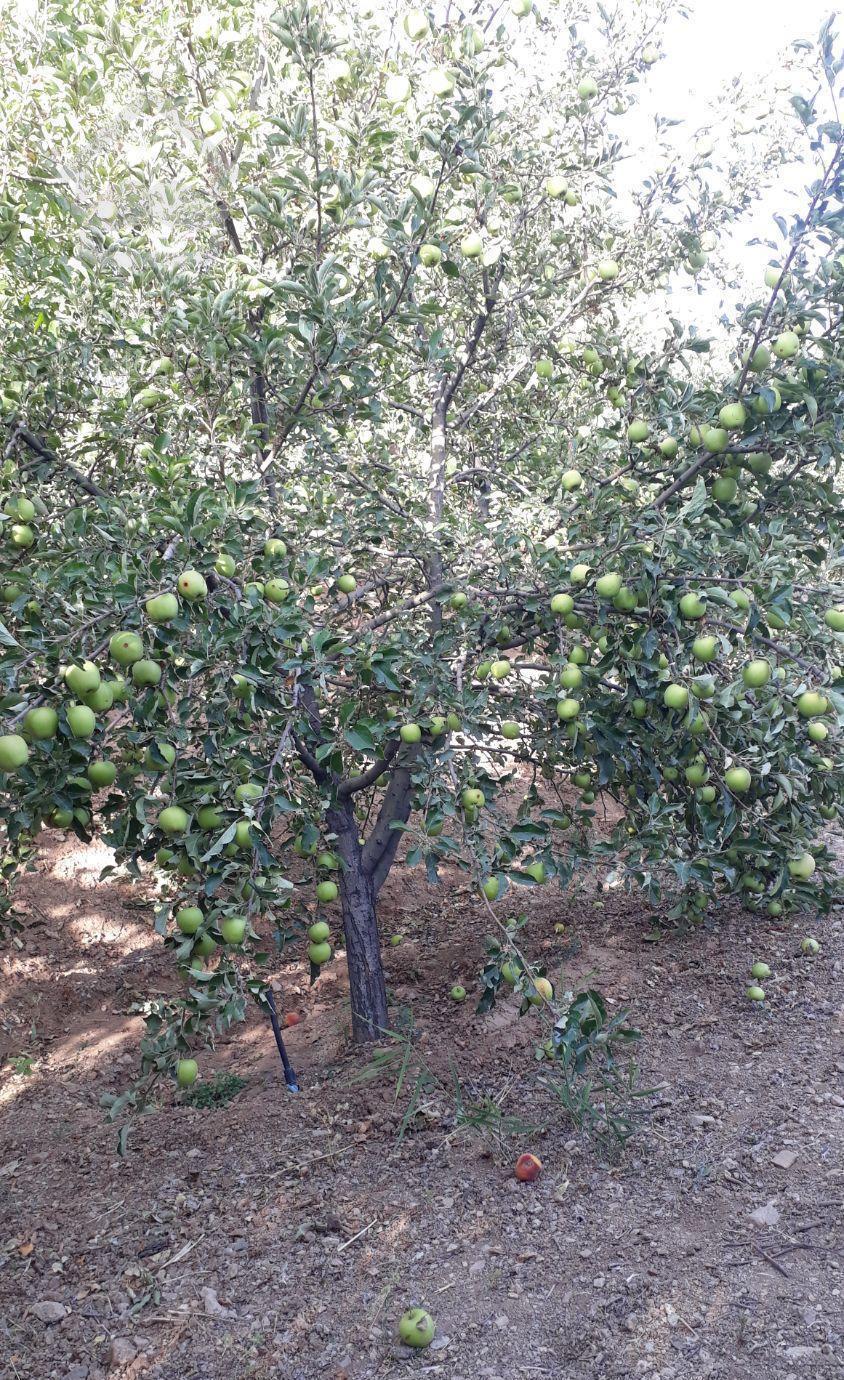 ۱۰۶۰متر باغ لواسان بزرگ روستای ایرا