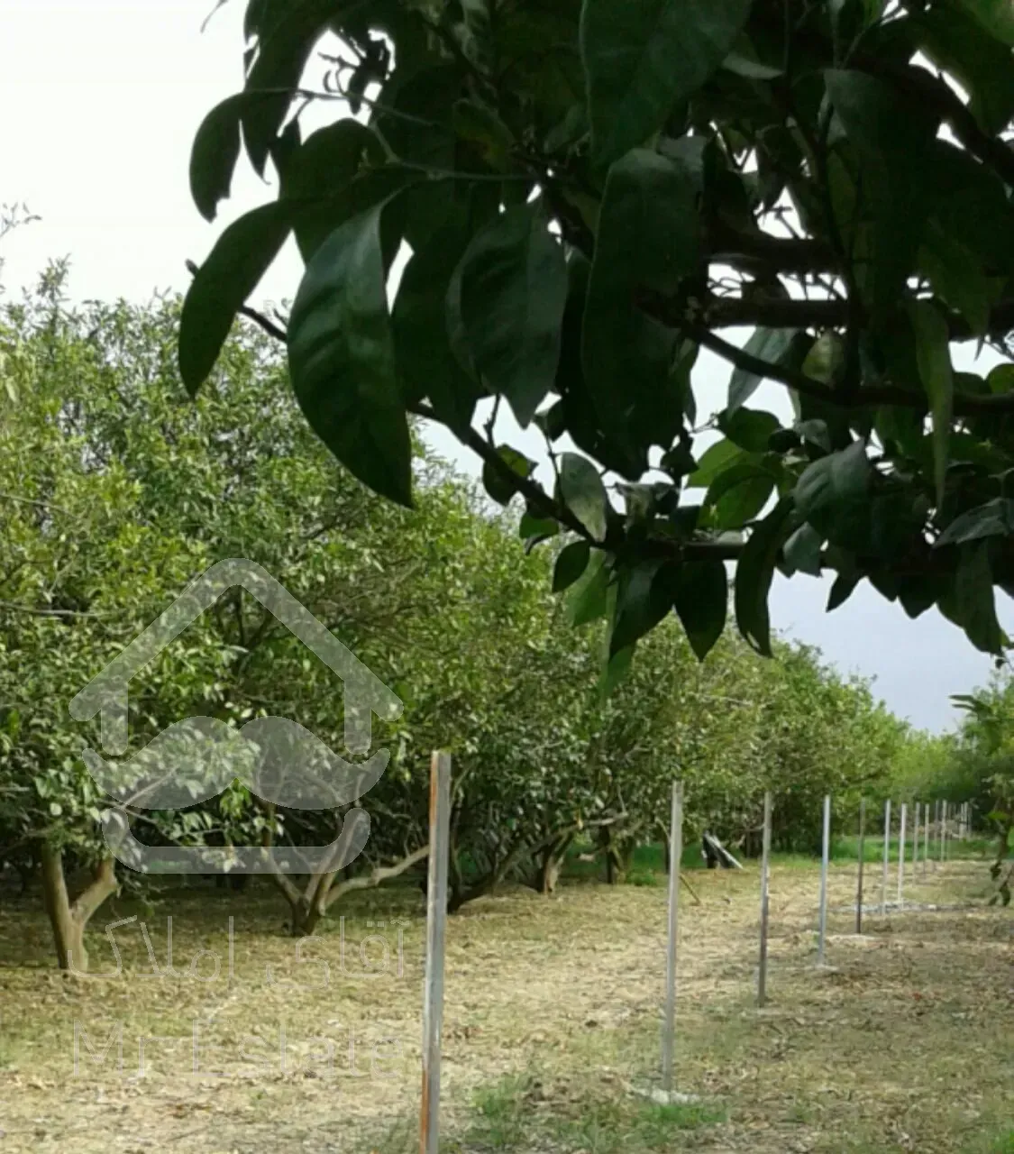 زمین ویلایی باغ ویلایی جاده دریا ویلانشین جاده فرح آباد روستای ماهفروز محله