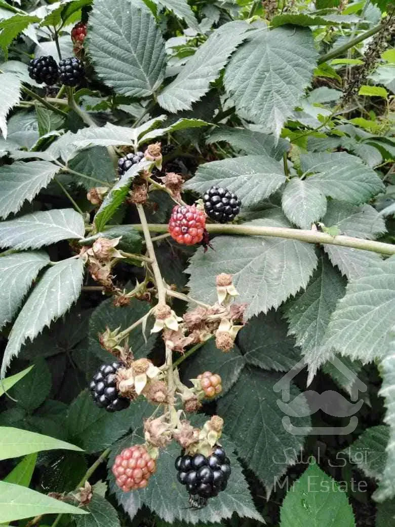 فروش اوکازیون باغ با همه امکانات برق . آب . گاز شهری . تلفن . در منطقه ای فوق العاده آرام 