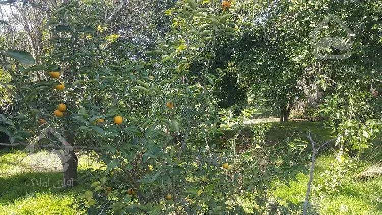 فروش فوری ۸۵۰مترباغ مرکبات