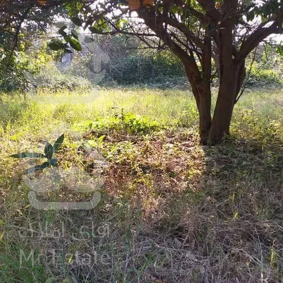 فروش زمین ۱۰۰۰ متری در منطقه باغی آمل