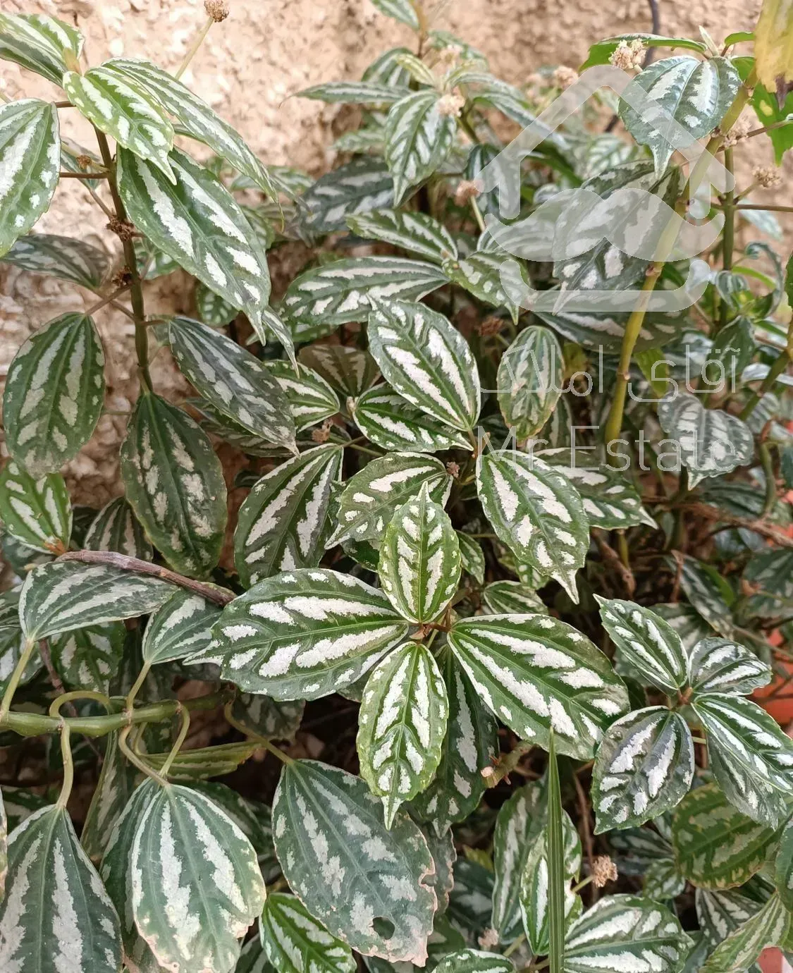 فروش گل و گیاه