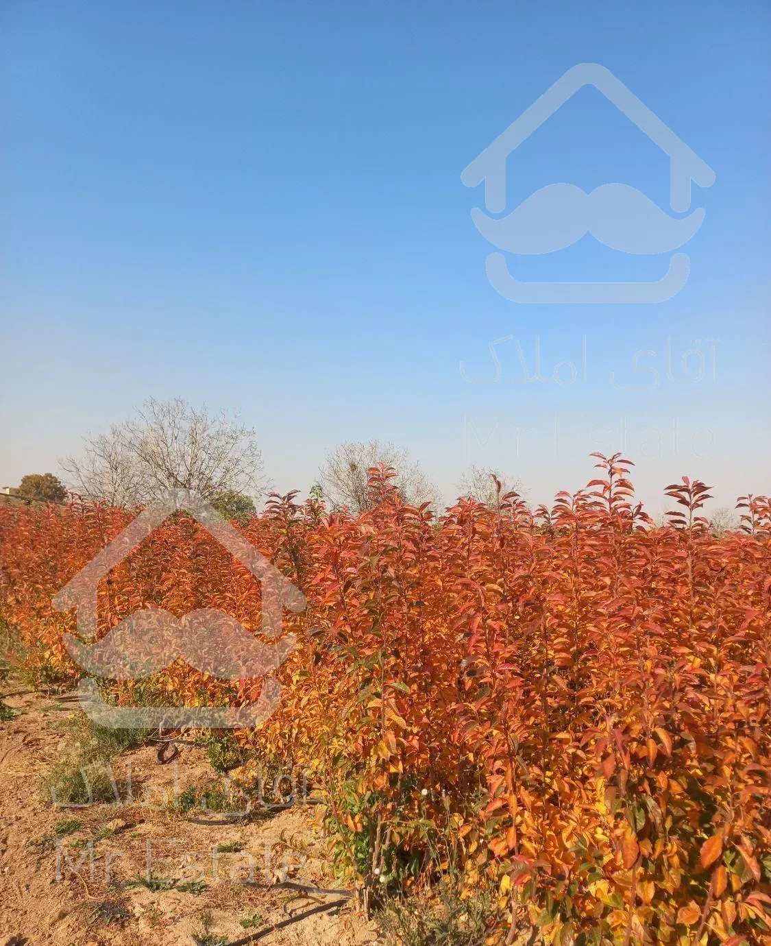 انواع درختان بن دار و نهال انگور و گل و گیاه