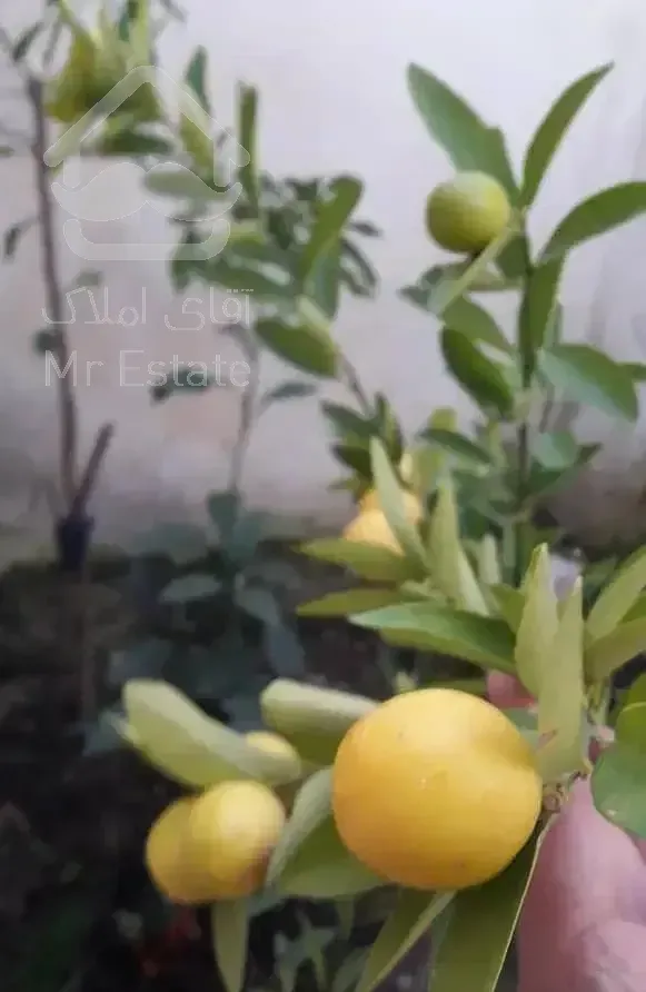 رهن  واحد تک سقف.ورودی جدا.حیاط خلوت پشت باغچه