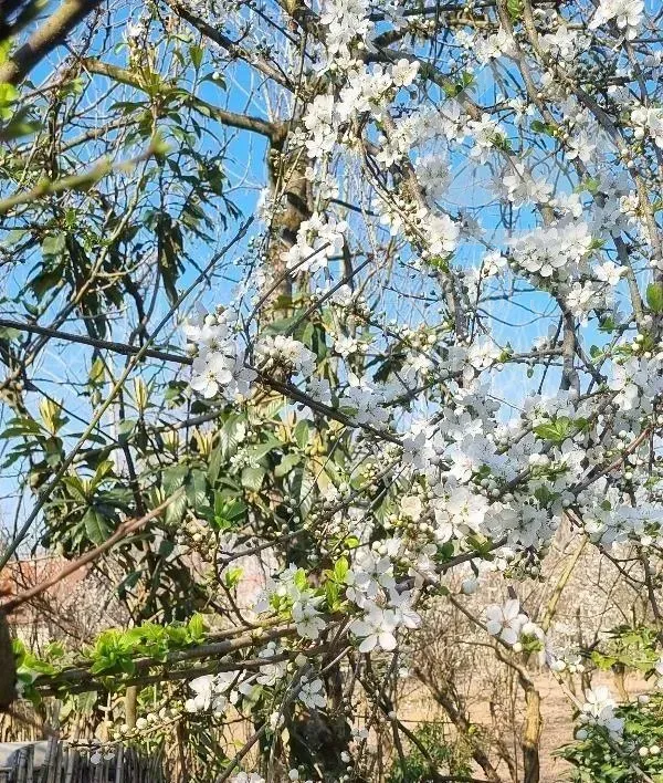 فروش آپارتمان ۵۵۰ متری ۵ خوابه طبقه ۱