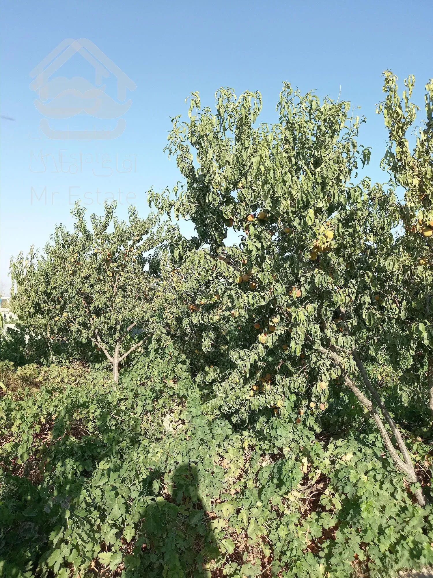 باغ چهار دیواری شده