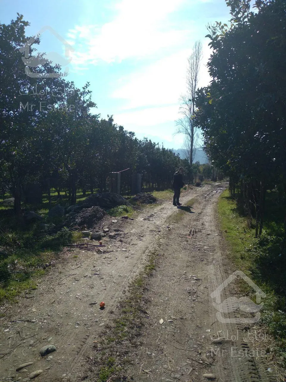 فروش باغ مرکبات لوکس،دارای یک جواز و چسبیدا به بافت