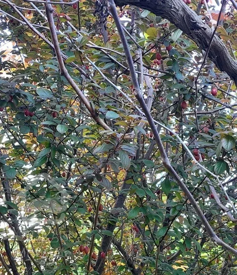 فروش باغ ویلا