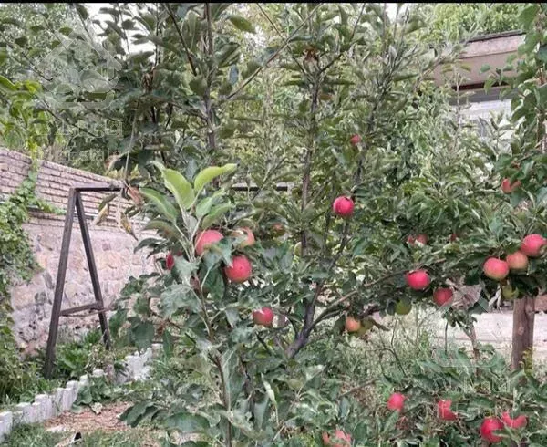 ۲۰۰ متر باغ ویلا در مشاء دماوند