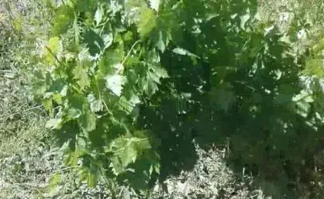 باغچه 450 متری در انجم آباد