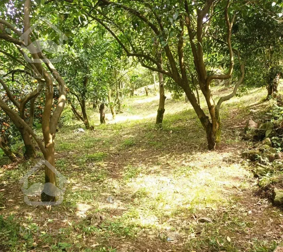 فروش زمین باغی