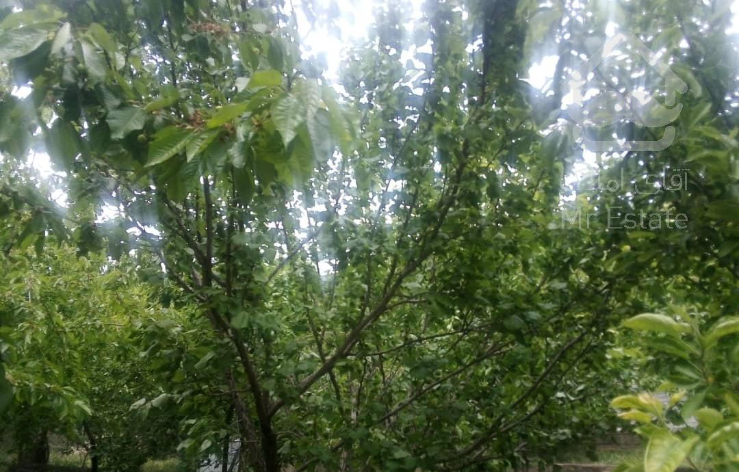 باغ و سویت 500 متر با درختان میوه