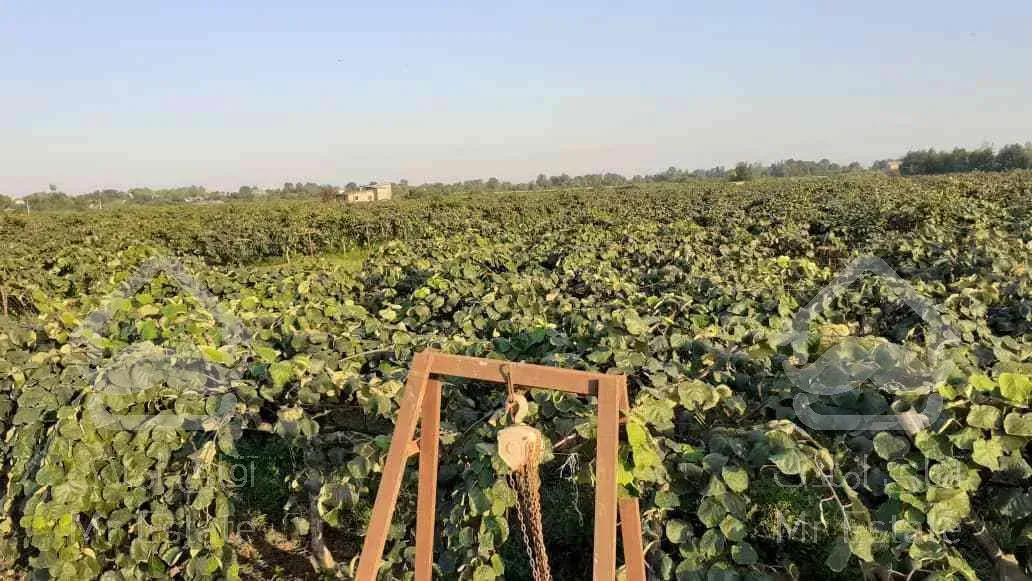 باغ کیوی سند دار پرمحصول