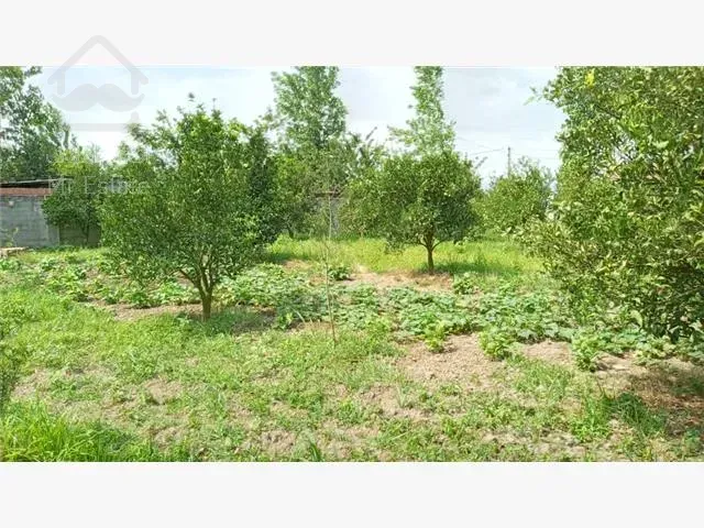 باغ مرکبات 600 متری موقعیت عالی