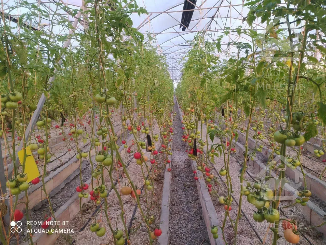 فروش زمین کشاورزی