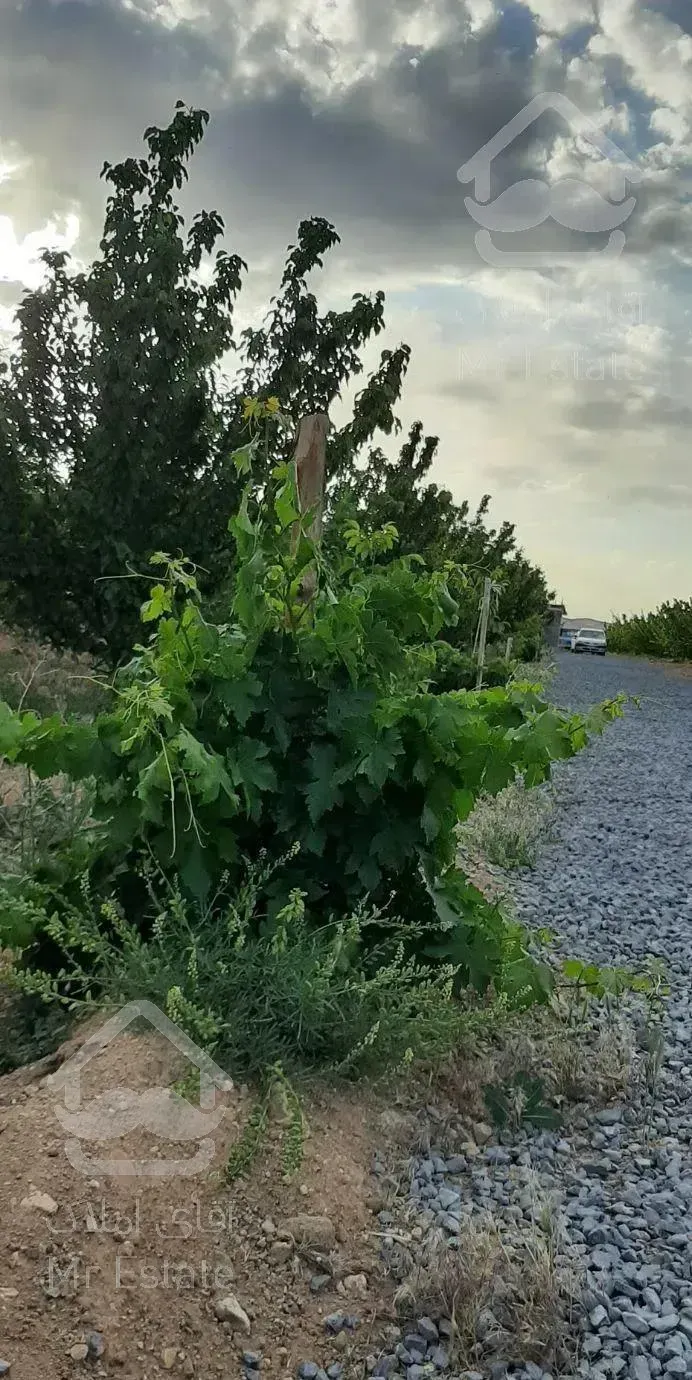 باغ میوه نقلی