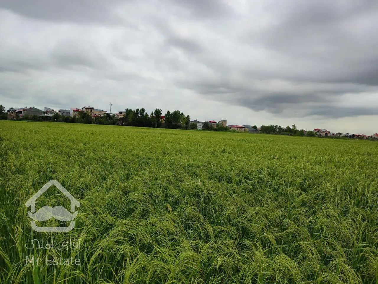زمین شالی (بیجار) رشت