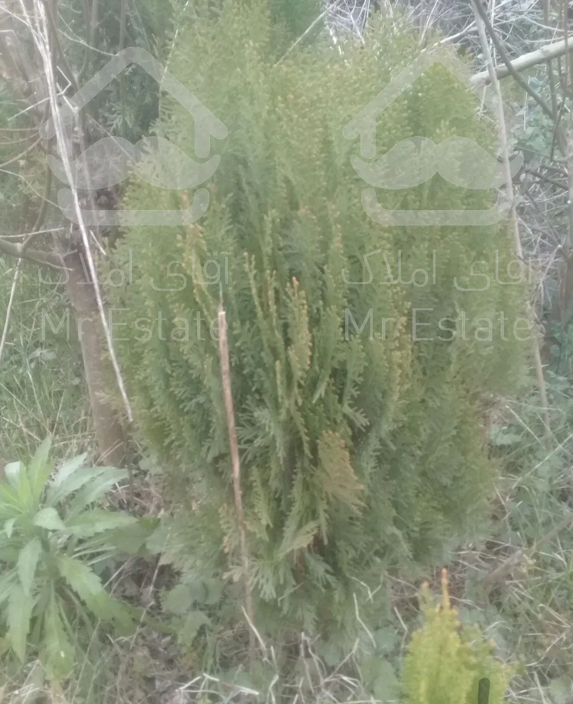 تعدادگل وگیاه بهفروش میرسد