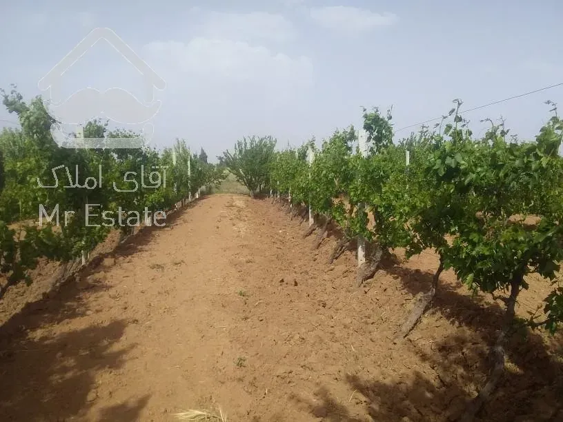 ملک تجاری مسکونی باغ انگور