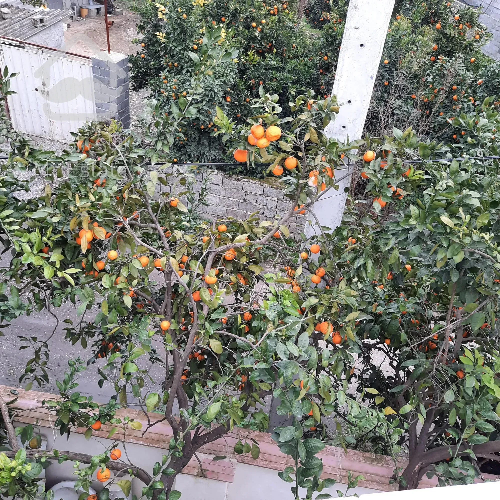 فروش ویلا جنگلی