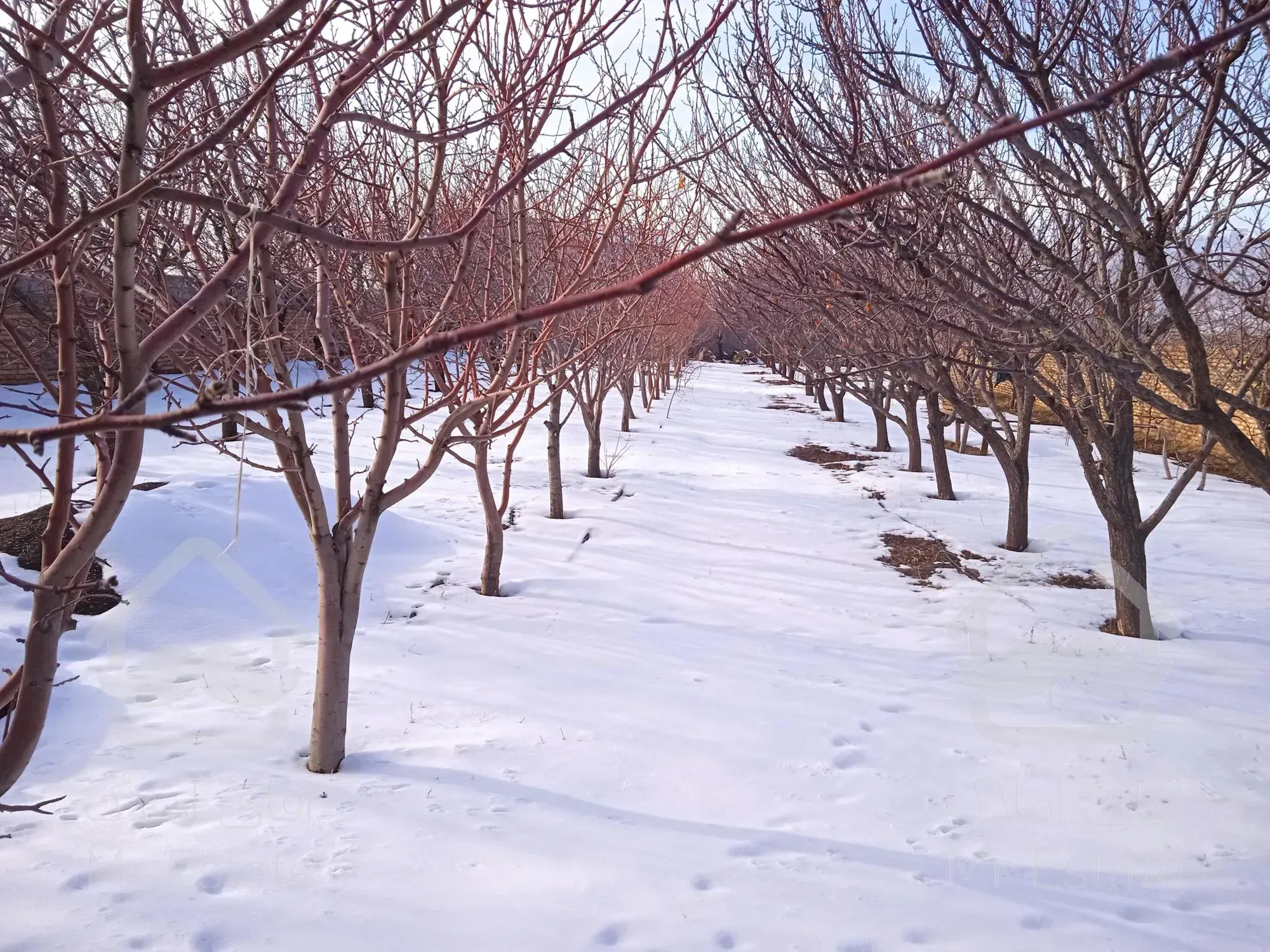 باغ خانه 🏡 باغ درامند