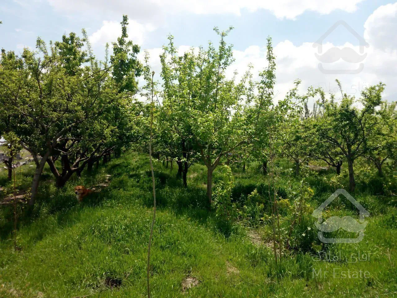 باغ میوه / زمین / باغ ویلا