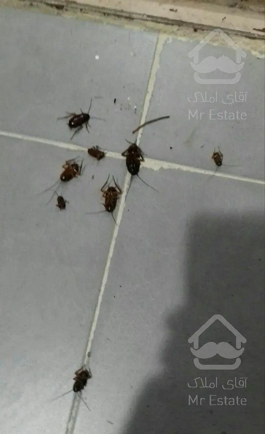 سمپاشی جاده ساوه سم پاشی قدیمی باضمانت