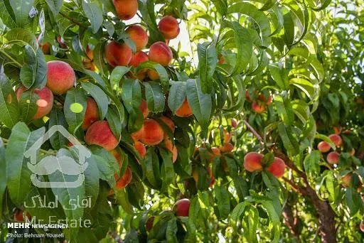 فروش ۱۰۰۰متر باغ حوالی زاینده رود