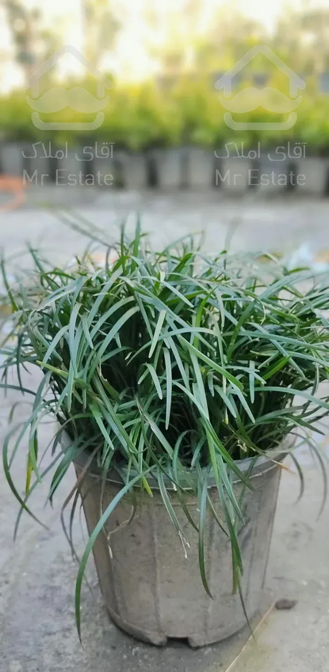 گل و گیاه طبیعی ، چمن ، شمشاد طلایی