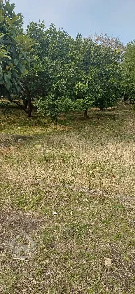 فروش و مشارکت زمین ساحلی شیرودمازندران