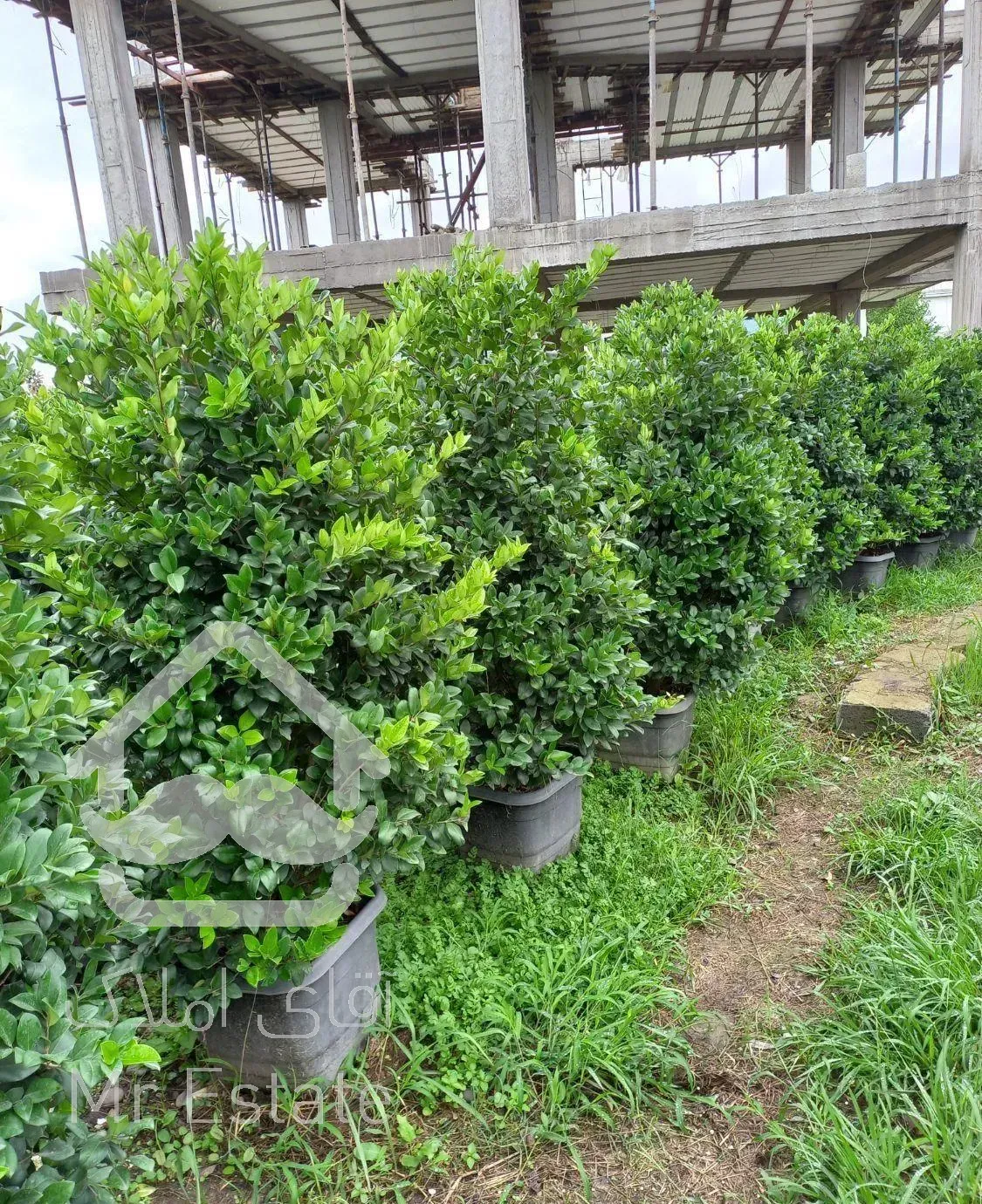 فروش انواع گل و گیاه به صورت عمده