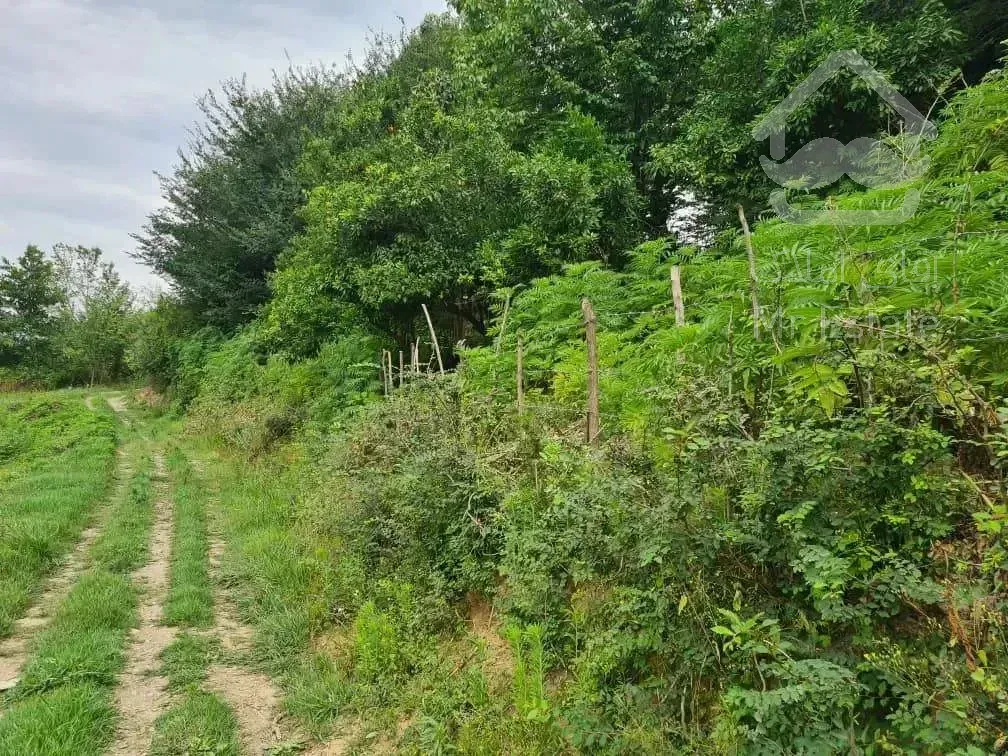 فروش باغ مشجر