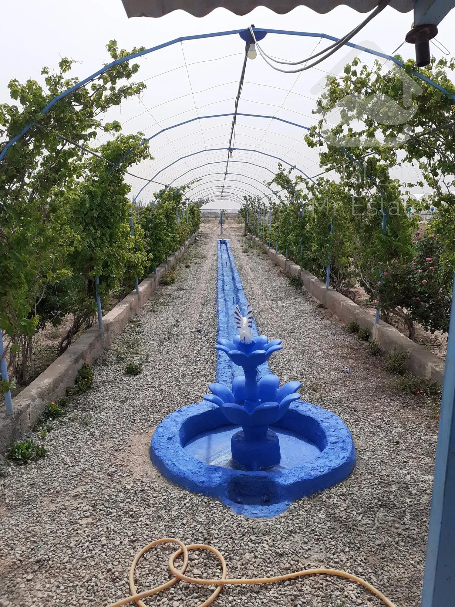 فروش باغ پسته و گلخانه