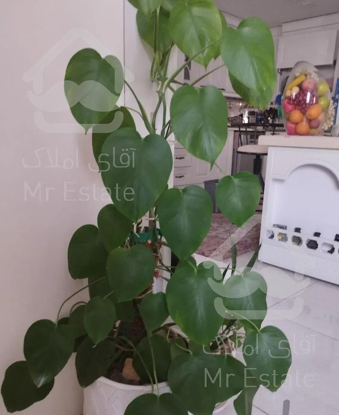 گل و گیاه طبیعی