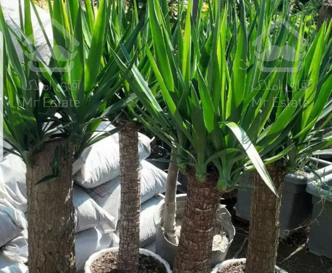 فروش انواع گل وگیاه ودرختان بن بالا زیرقیمت منطقه