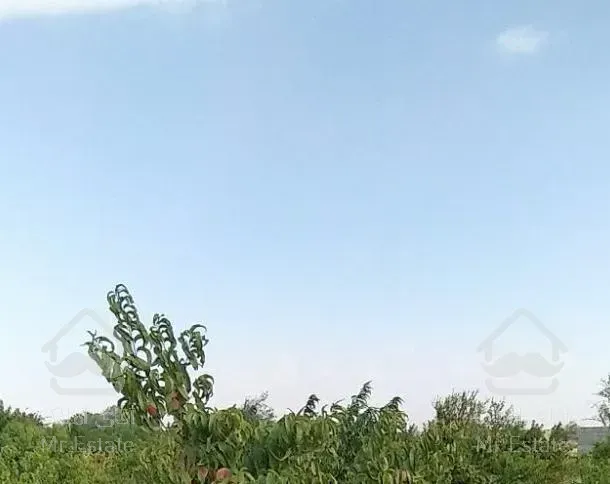 باغ هلو با درختان بارده درشبستر