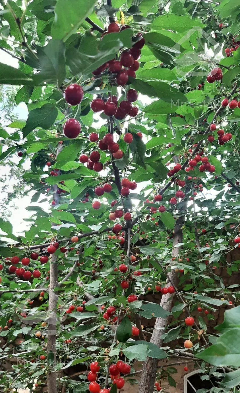 باغچه ۲۵۰متری کهک قبادبزن