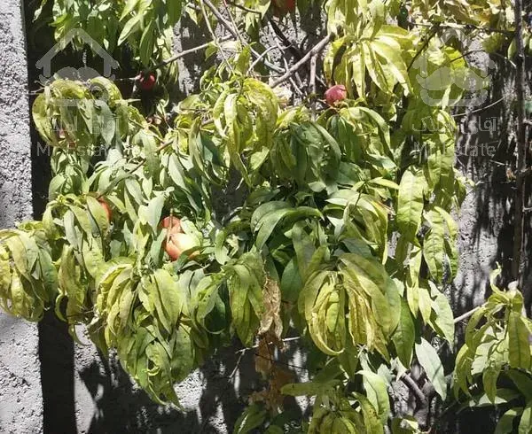 خانه ویلایی ۳۰۰متری تک خواب