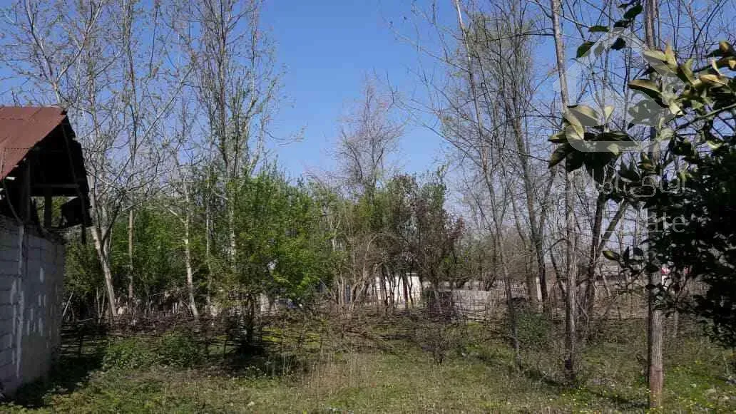 زمین در گیلان با درختان میوه