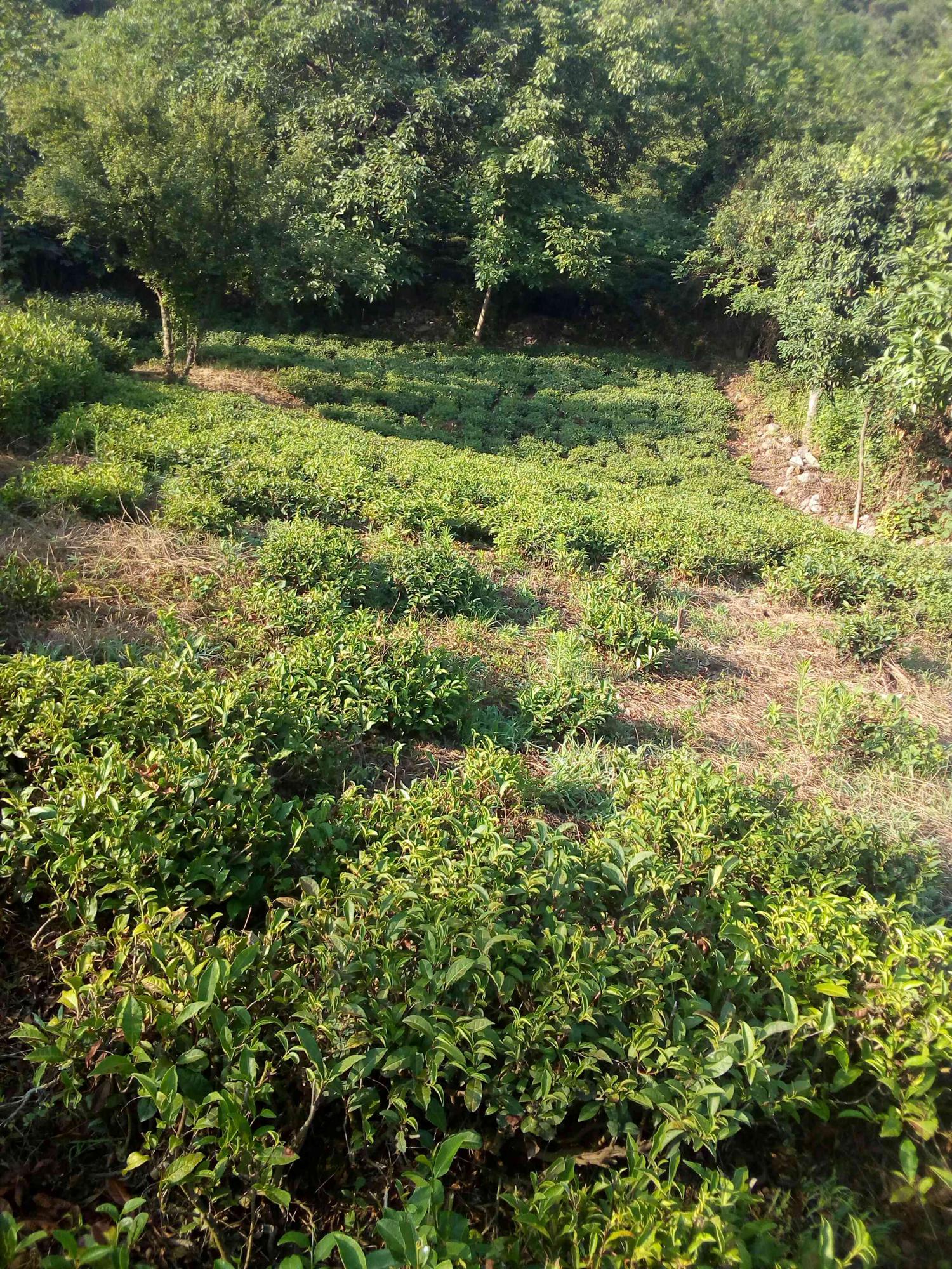 باغ چای