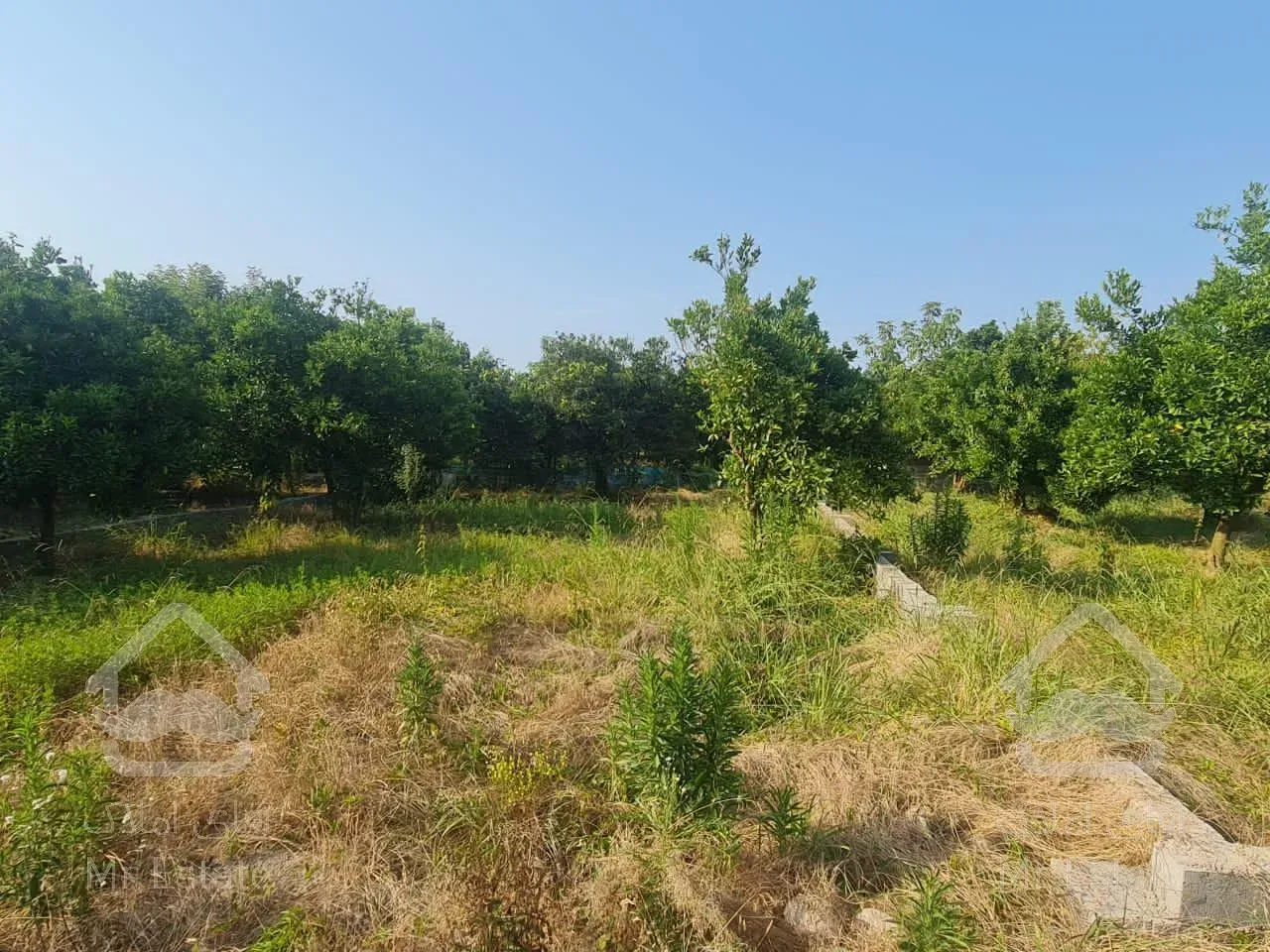 242متر زمین واقع در چناربن تنکابن