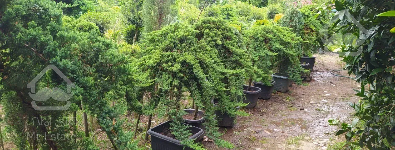 کامکوات گل و گیاه مهر