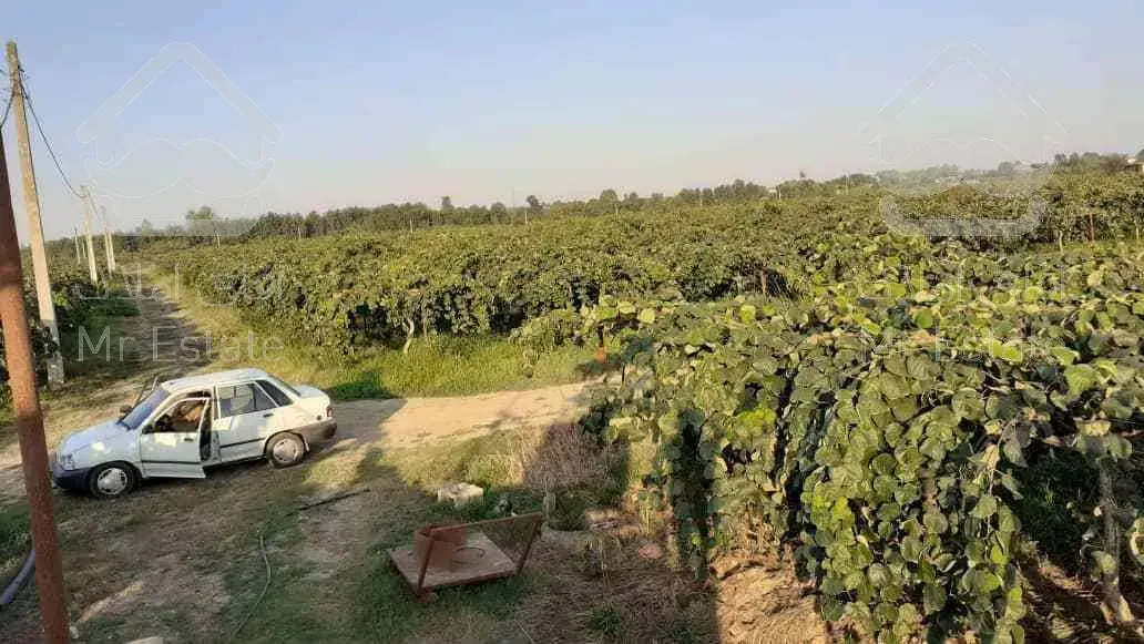 باغ کیوی سند دار پرمحصول